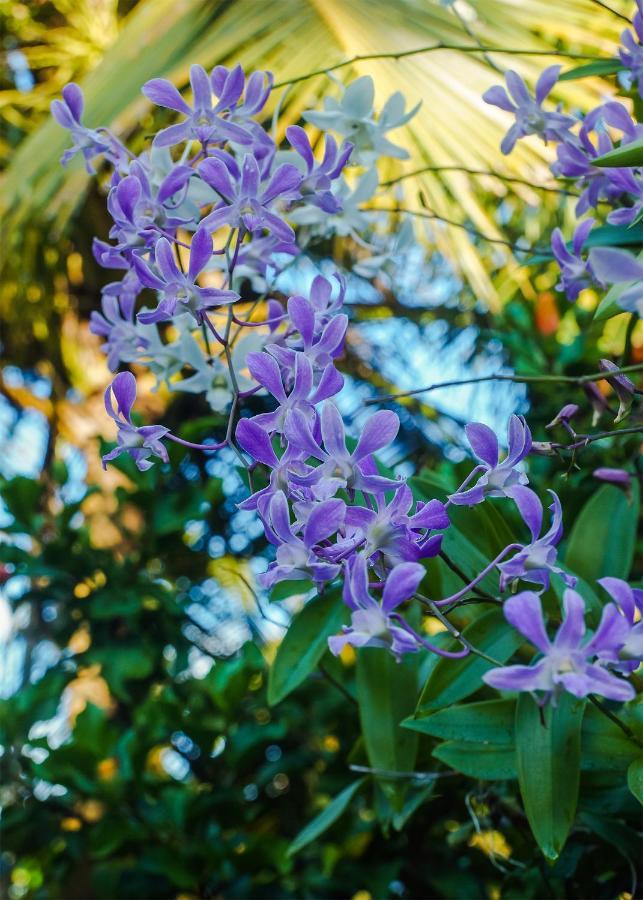 Plantation Inn Weligama Dış mekan fotoğraf